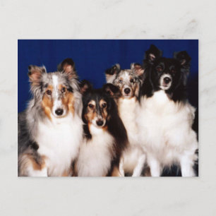Sheltie Group Postkarte