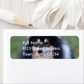 Sheltie Hund Rücksendeadresse (Insitu)