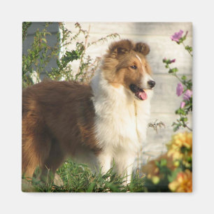 Sheltie im Blumenmagneten Magnet