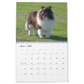 Sheltie Kalender (Mär 2027)