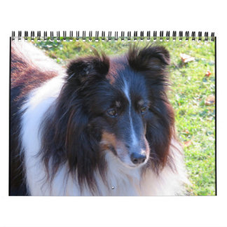 Sheltie Kalender