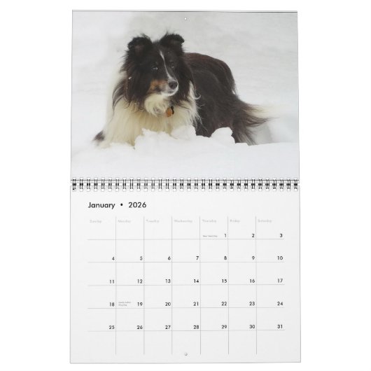 Sheltie Kalender (Jan 2026)