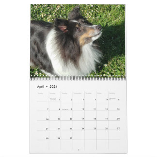 Sheltie-Kalender 2024 Kalender