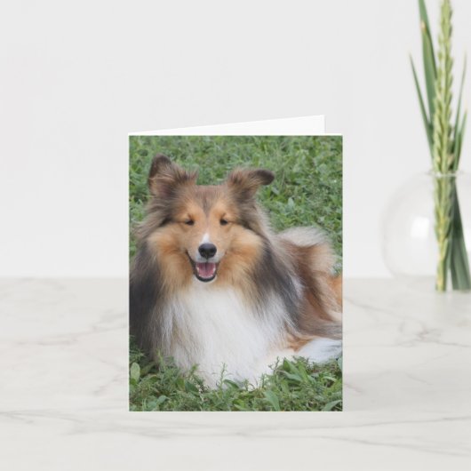 Sheltie Karte (Vorderseite)