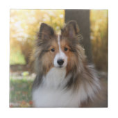 Sheltie Keramik-Fliese Fliese (Vorderseite)