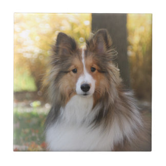 Sheltie Keramik-Fliese Fliese