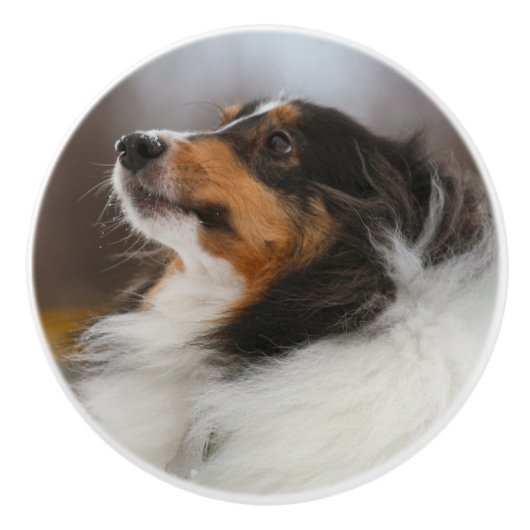 Sheltie Keramikknauf (Vorderseite)