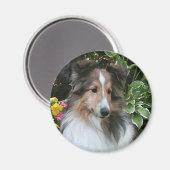 Sheltie Liebe Magnet (Vorderseite/Rückseite)