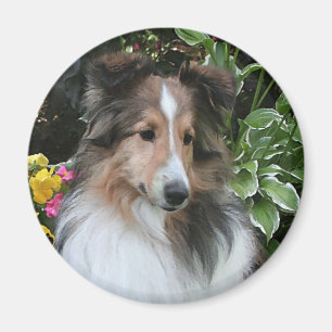 Sheltie Liebe Magnet