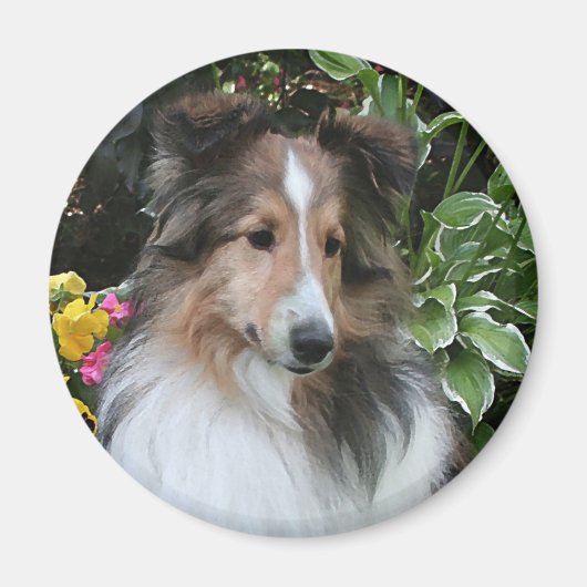 Sheltie Liebe Magnet (Vorne)