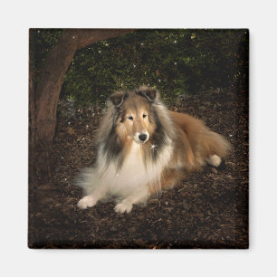Sheltie Magic Magnet