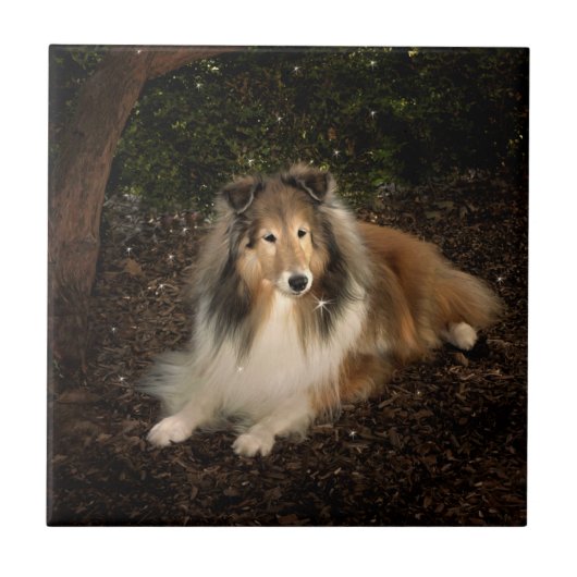 Sheltie Magic Tile Fliese (Vorderseite)
