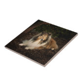 Sheltie Magic Tile Fliese (Seite)