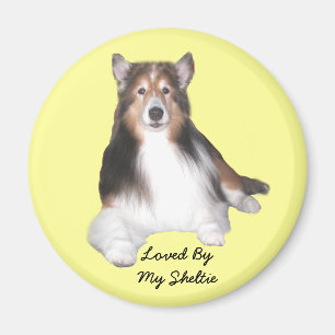 Sheltie Magnet