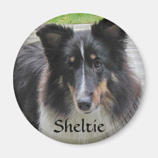 Sheltie Magnet