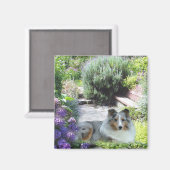 Sheltie Magnet (Vorderseite/Rückseite)
