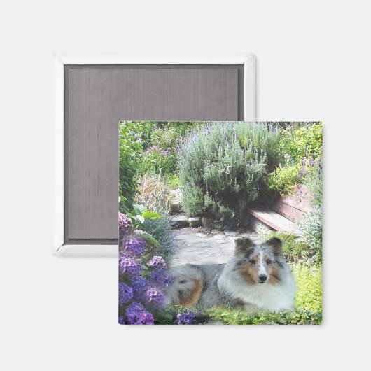 Sheltie Magnet (Vorderseite/Rückseite)