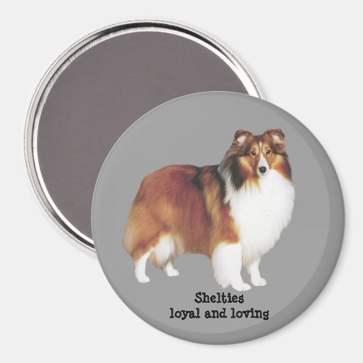 Sheltie Magnet (Vorderseite/Rückseite)