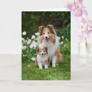 Sheltie-Mama Muttertag Liebe Karte