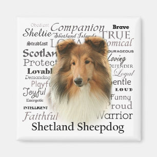 Sheltie-Merkmale Magnet