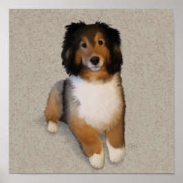 Sheltie Mix Hundportrait Poster