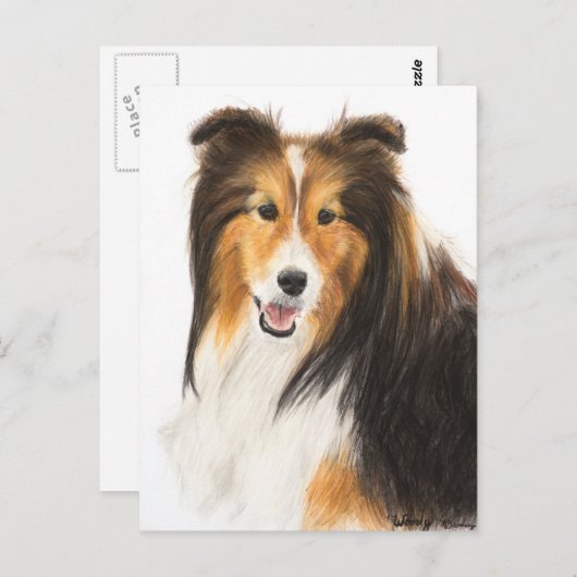 Sheltie oder Shetland Sheepdog-Malerei Postkarte (Vorne/Hinten)