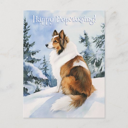 Sheltie Postcross 2 - Postkarte (Vorderseite)