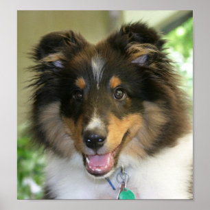 Sheltie Poster