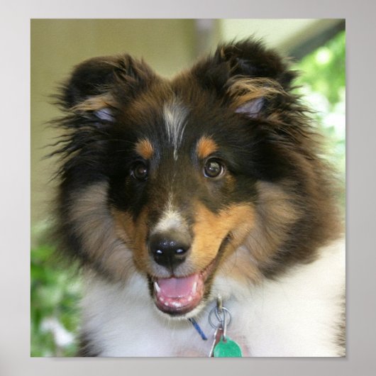 Sheltie Poster (Vorne)
