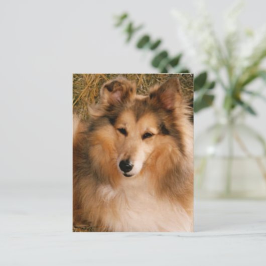 Sheltie Postkarte (Stehend Vorderseite)