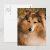 Sheltie Postkarte (Vorne/Hinten)