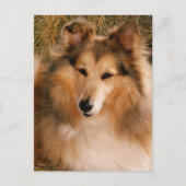 Sheltie Postkarte (Vorderseite)
