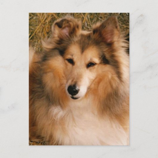 Sheltie Postkarte (Vorderseite)