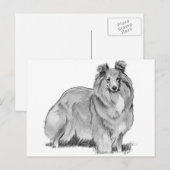 Sheltie Postkarte (Vorne/Hinten)