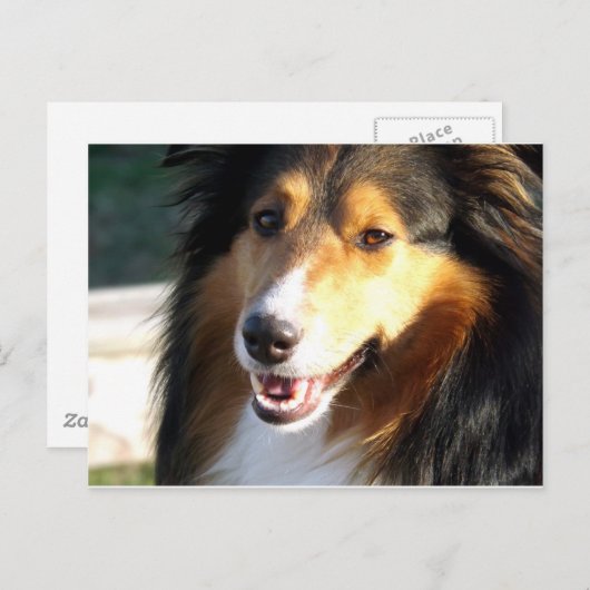 Sheltie Postkarte (Vorne/Hinten)