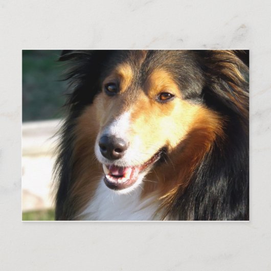 Sheltie Postkarte (Vorderseite)