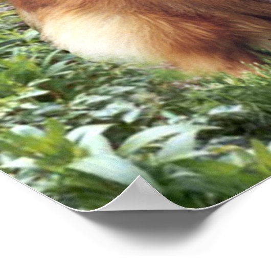 Sheltie Print Poster (Ecke)