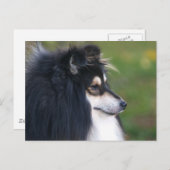 Sheltie Puppy Postkarte (Vorne/Hinten)
