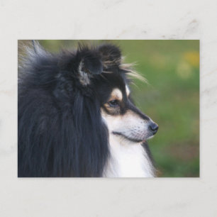 Sheltie Puppy Postkarte