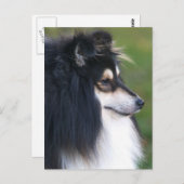 Sheltie Puppy Postkarte (Vorne/Hinten)