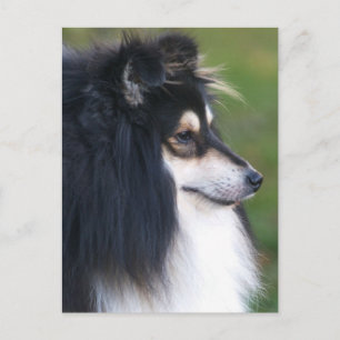 Sheltie Puppy Postkarte