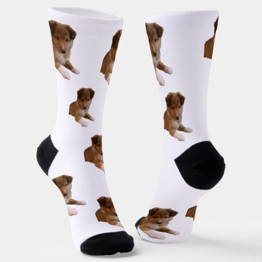 Sheltie Puppy Socken (Gewinkelt)