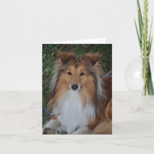 Sheltie Schäferhund-Gruß-Karte Karte (Vorderseite)