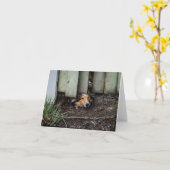 Sheltie Shetland Sheepdog Funny Karte (Gelbe Blume)