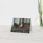 Sheltie Shetland Sheepdog Funny Karte (Vorderseite)