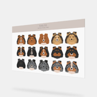 Sheltie, Shetland Sheepdog-Mischung Acrylschild