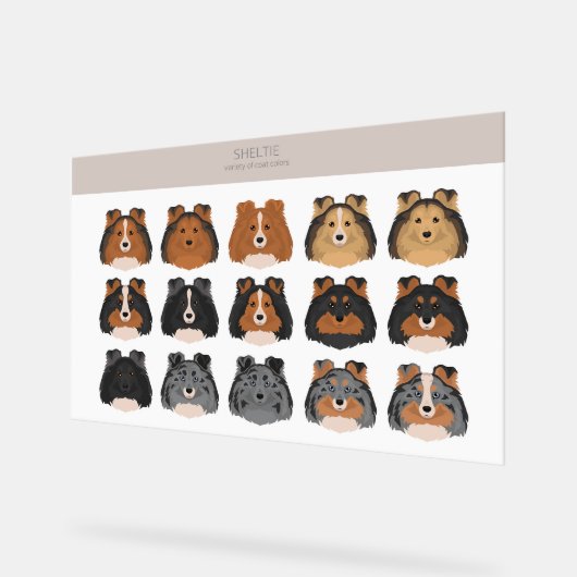 Sheltie, Shetland Sheepdog-Mischung Acrylschild (Winkel)