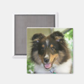 Sheltie Square Magnet (Vorderseite/Rückseite)