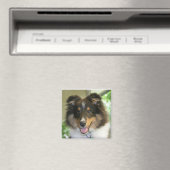 Sheltie Square Magnet (In Situ (Geschirrspüler))
