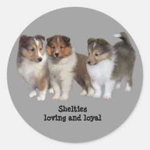 Sheltie Sticker
